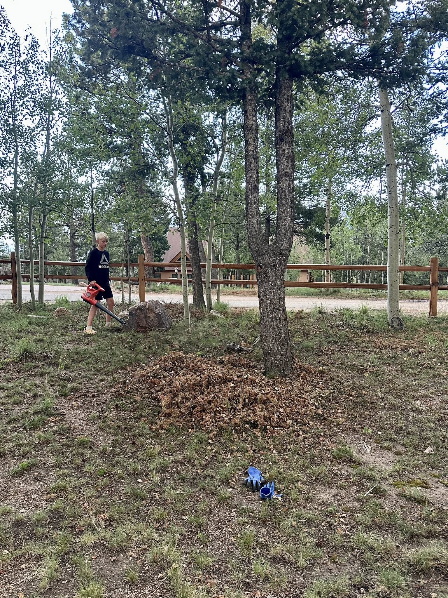 Yard Cleanup